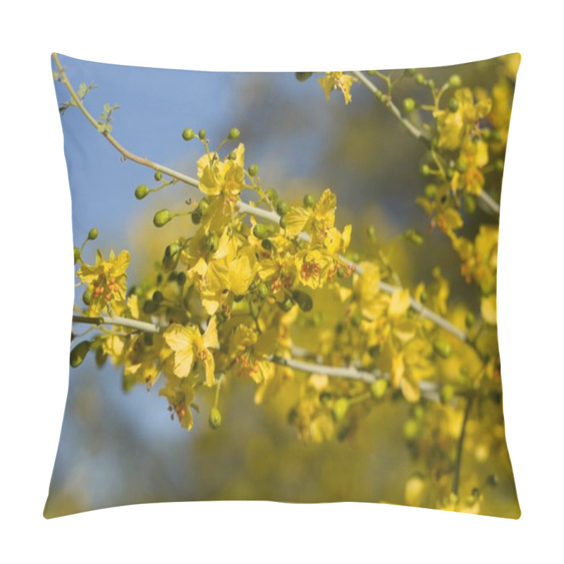 Personality  Numerous Yellow Blossoms Of Blue Palo Verde, Parkinsonia Florida, Fabaceae, Native Tree In The Periphery Of Twentynine Palms, Southern Mojave Desert, Springtime. Pillow Covers