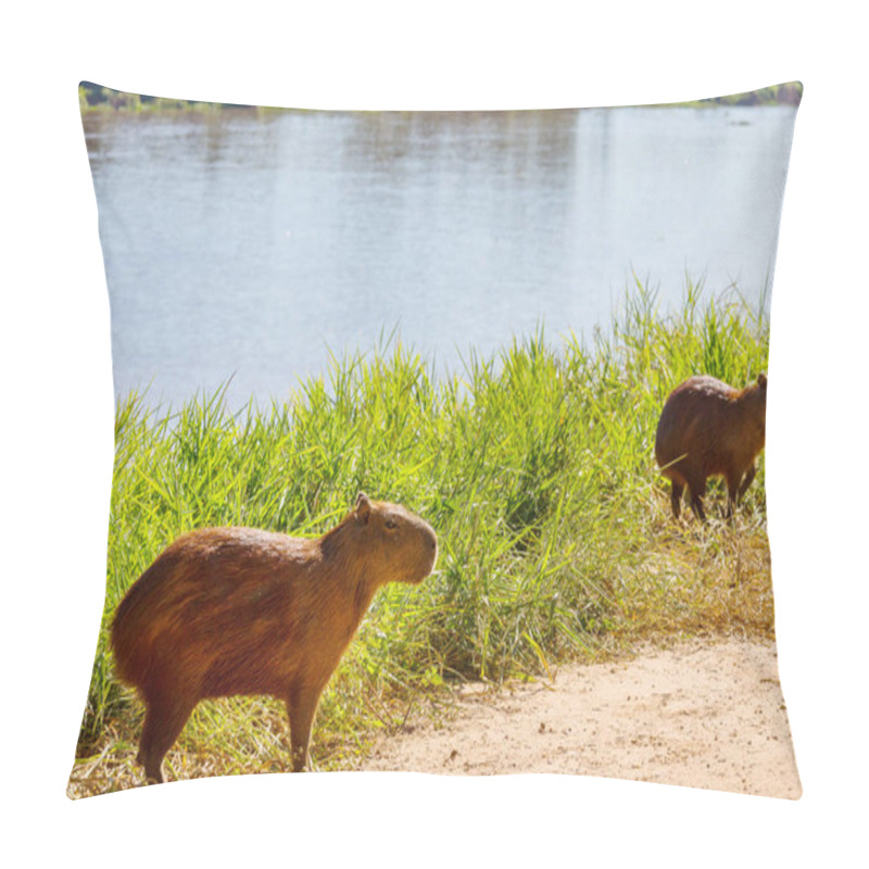 Personality  Capybara In The Pantanal, Brazil, South America Pillow Covers