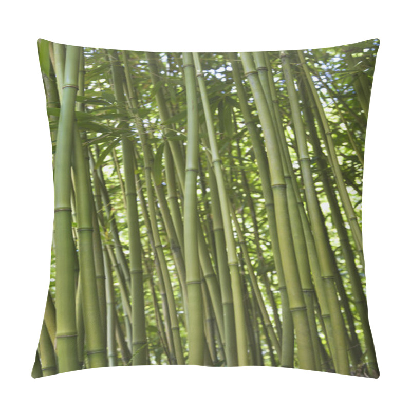 Personality  Green Bamboo Forest In Maui. Pillow Covers