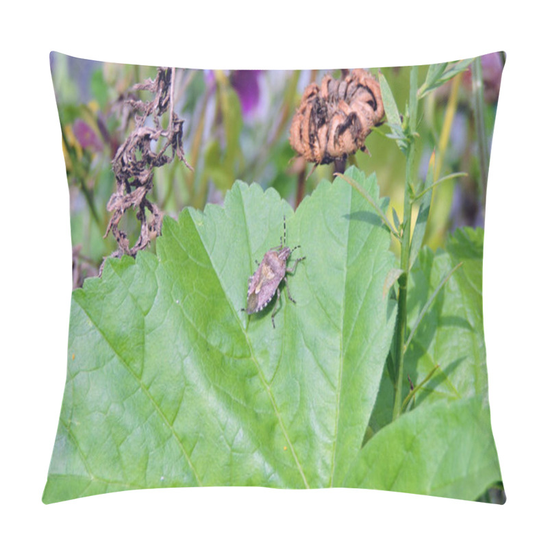 Personality  A Sloe Bug On A Common Mallow Green Leaf Pillow Covers