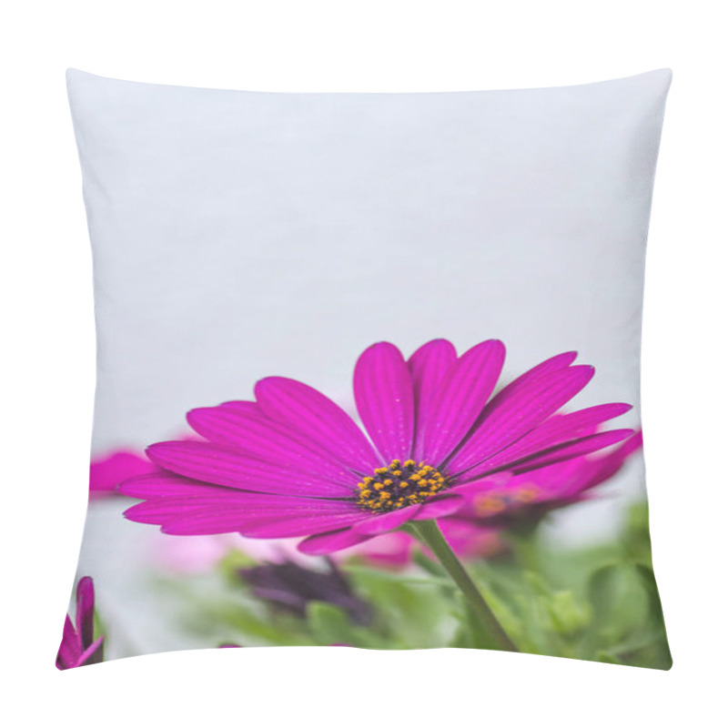 Personality  Cape Marguerite Pink Purplish Flower Blooming In Spring  Pillow Covers