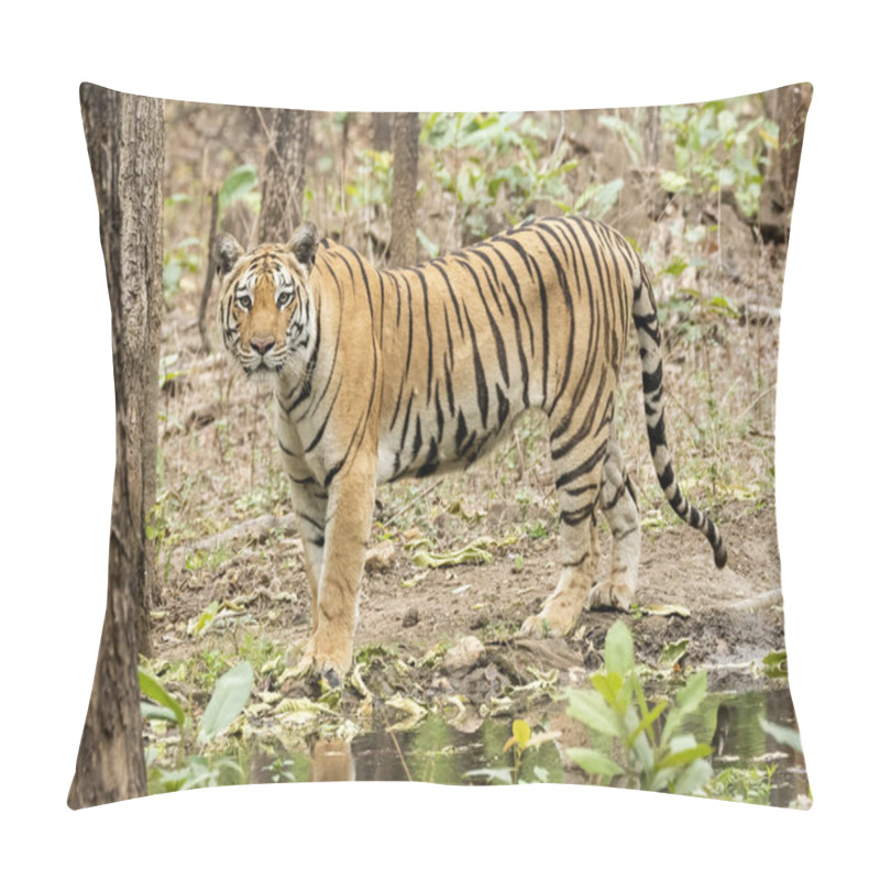 Personality  A Dominant Tigress Named Baras Checking Out The Surrounding Near A Waterhole Inside Pench Tiger Reserve During A Wildlife Safari On A Hot Summer Day Pillow Covers