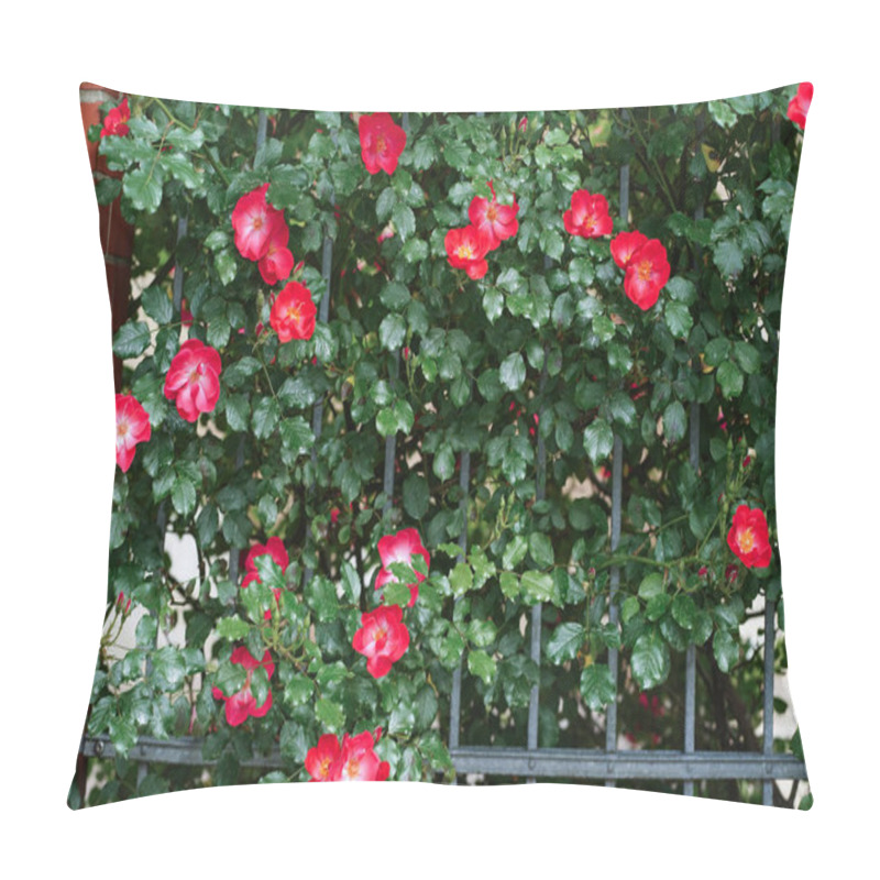 Personality  Blooming Bright Mass Pink Red Wild Roses, Dog Rose, Rosa Canina, Rosehip, Flowers And Green Leaves Climbing Over Iron Fence And Brick Wall In Summer. Selective Focus. Pillow Covers