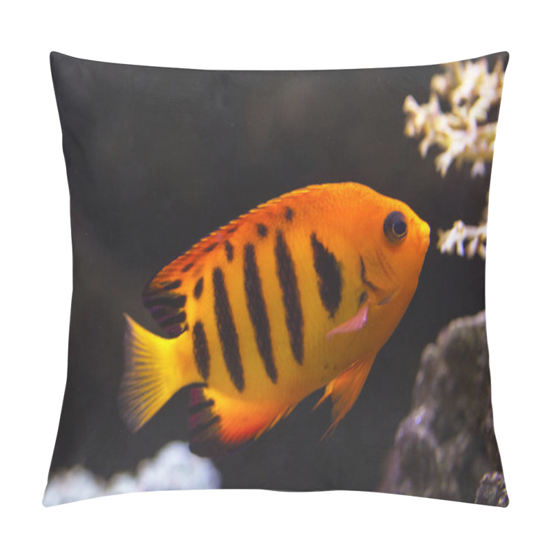 Personality  Flame Angel (Centropyge Loricula). Pillow Covers