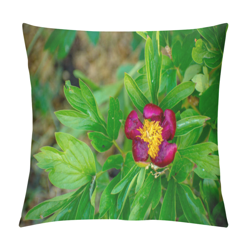 Personality  Beautiful Paeonia Peregrina In The Forest, Romania Pillow Covers