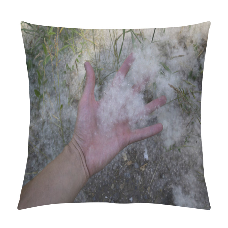 Personality  White Fluff Lies On The Edge Of The Road On The Green Grass. Concept Poplar Allergy. Topolinny Down, Seeds, Lie On The Green Grass In The City. Fluffy Tree Seeds Poplar. Reproduction Of Trees. Pillow Covers