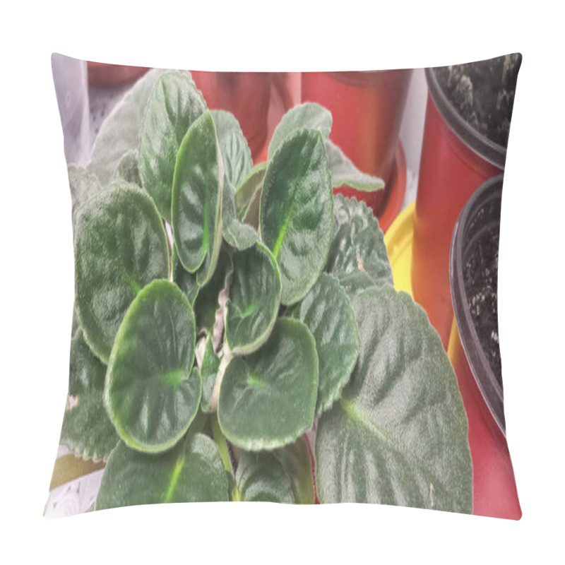 Personality  Leafy Splendor: Verdant African Violet Thriving In A Flowerpot. Pillow Covers