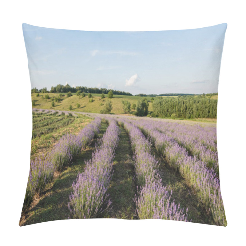 Personality  Lavender Bushes Blooming In Meadow In Summer Pillow Covers