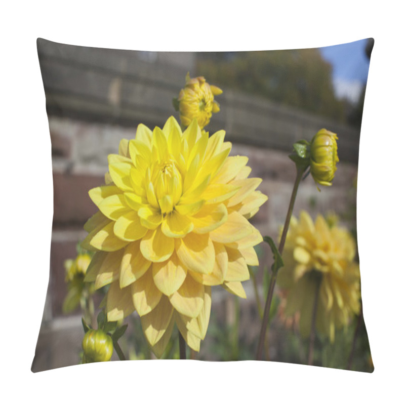 Personality  Dahlias In A Garden Pillow Covers