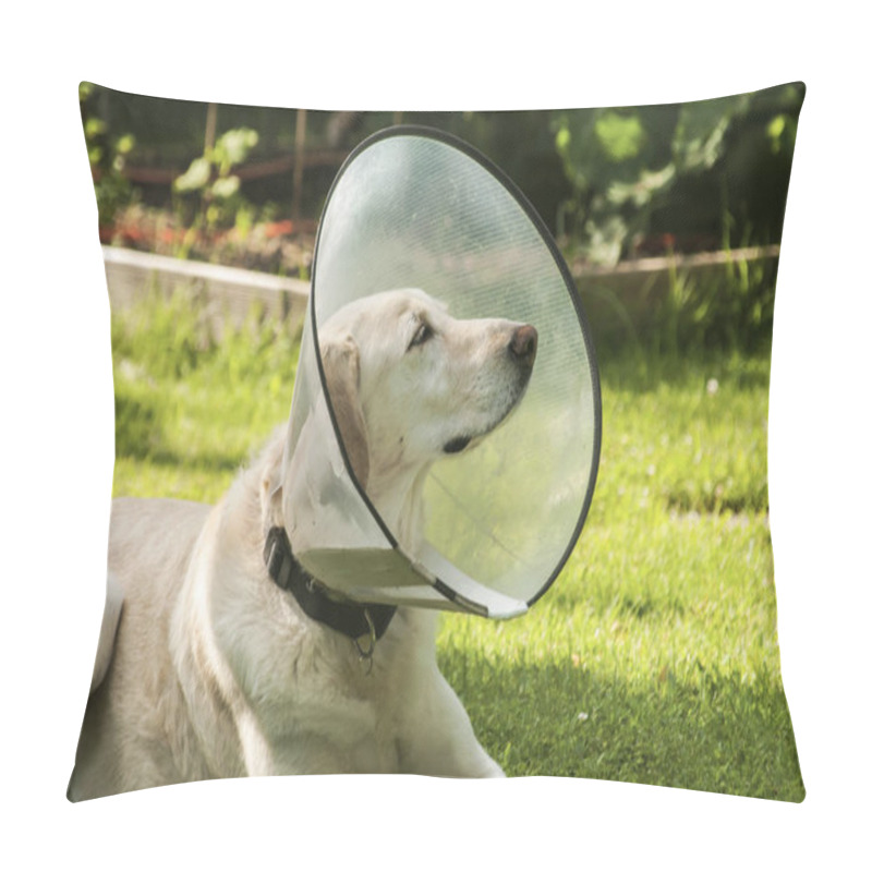 Personality  Female Cream Labrador Dog Wearing Elizabethan Plastic Cone Medical Collar Around Neck For Anti-bite Wound Protection On Green Grass Meadow Pillow Covers