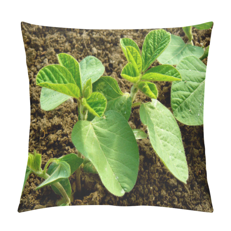 Personality  Small Soya Plant  Pillow Covers