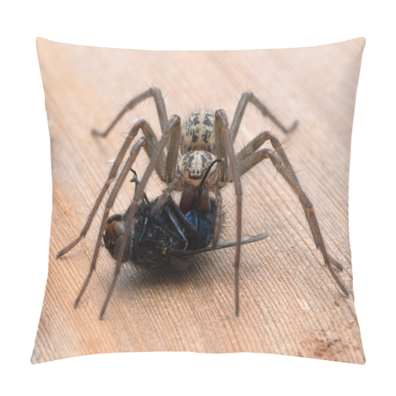 Personality  Female Giant House Spider (Eratigena Duellica) Feeding On A Large Bluebottle Blowfly (Calliphora Vicina). Delta, British Columbia, Canada Pillow Covers