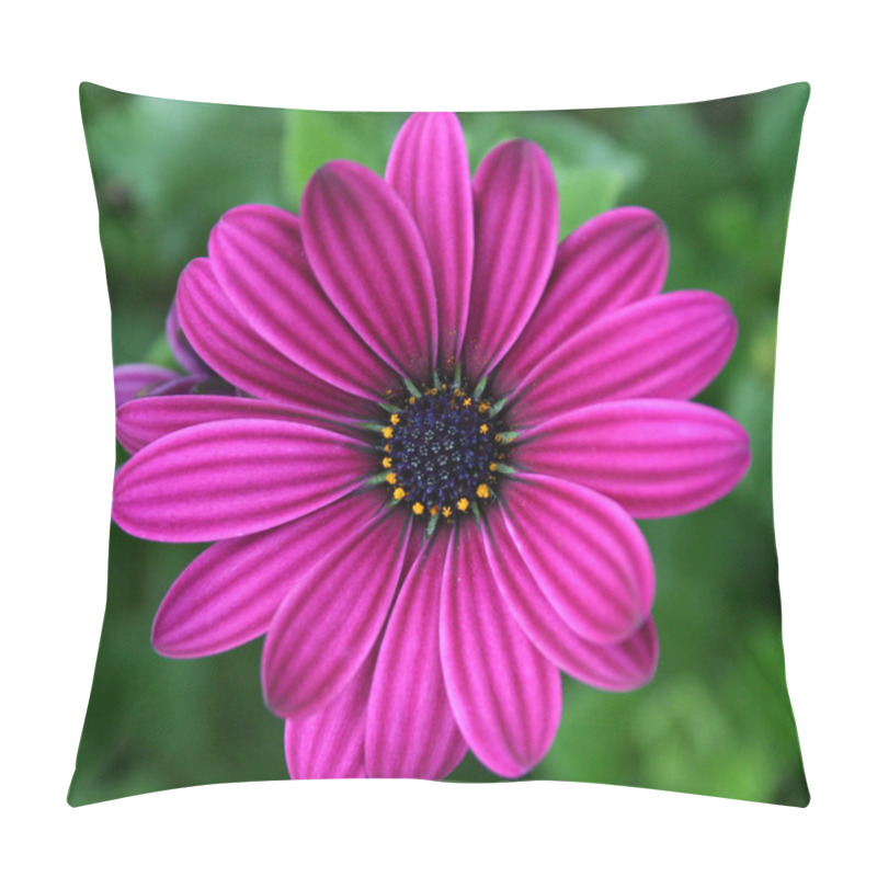 Personality  Beautiful Botanical Shot, Natural Wall Pillow Covers