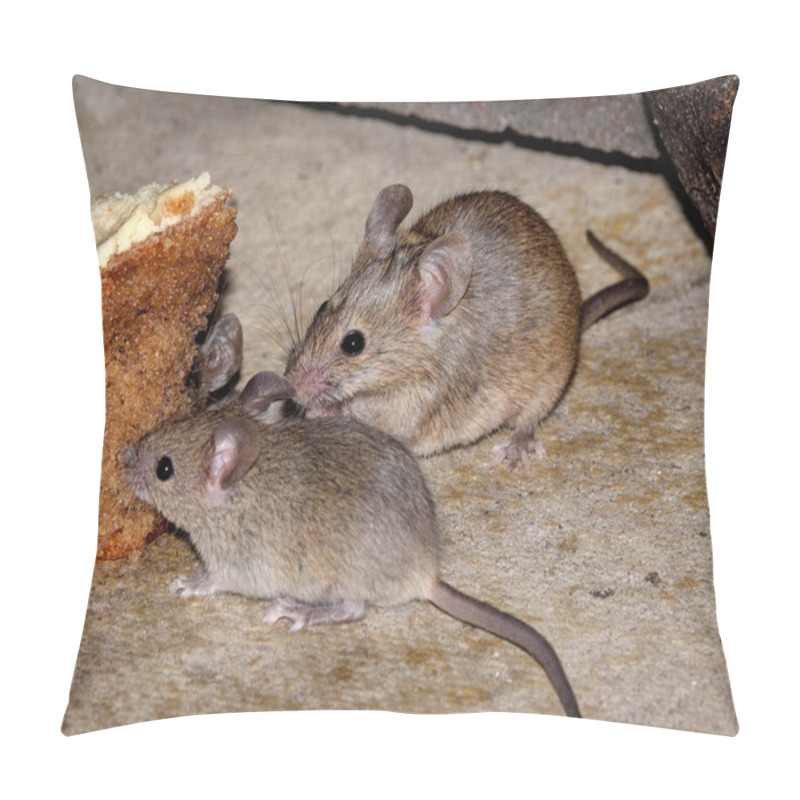 Personality  The House Mouse Is A Small Mammal Of The Order Rodentia, Characteristically Having A Pointed Snout, Large Rounded Ears, And A Long And Hairy Tail Pillow Covers