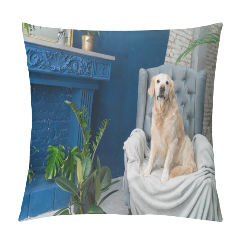 Personality  Golden Retriever Pure Breed Puppy Dog On Gray Armchair In House Or Hotel Lobby. Classic Style With Green Plants Cement Blue Brick Fairplace Walls Living Room Interior Art Deco Apartment. Pets Friendly Concept. Pillow Covers