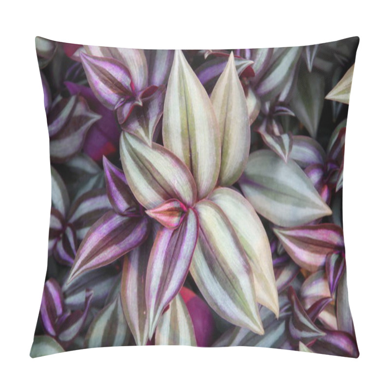 Personality  Purple And Green Leaves Of Inch Plant Or Wandering Jew Background. Pillow Covers