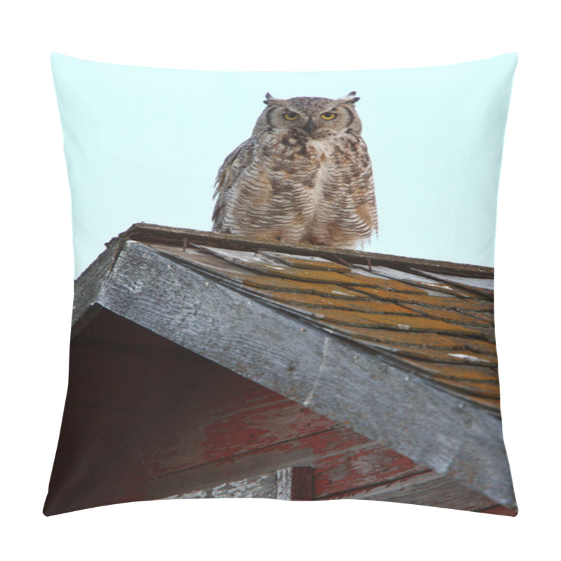 Personality  Great Horned Owl Fledgling On Roof Pillow Covers