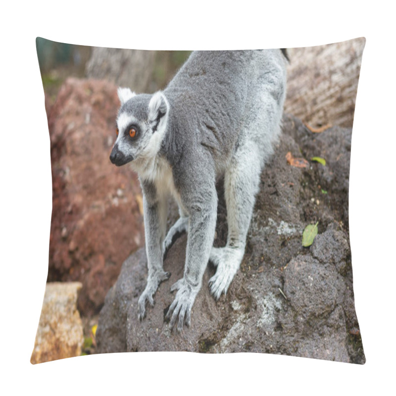 Personality  Ring-Tailed Lemur Standing On Rocks In Natural Habitat Pillow Covers