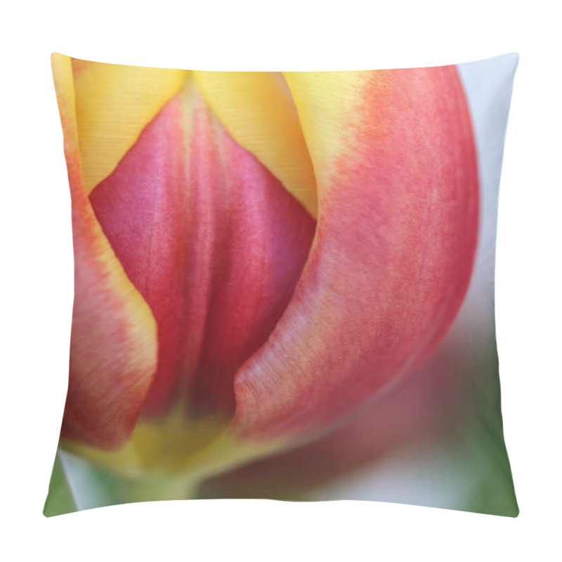 Personality  Blooming Tulip Flowers, Closeup Pillow Covers