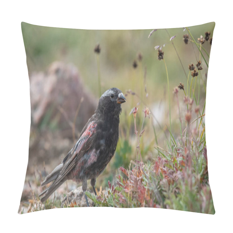 Personality  Black Rosy-finch Sitting In A Meadow  Pillow Covers