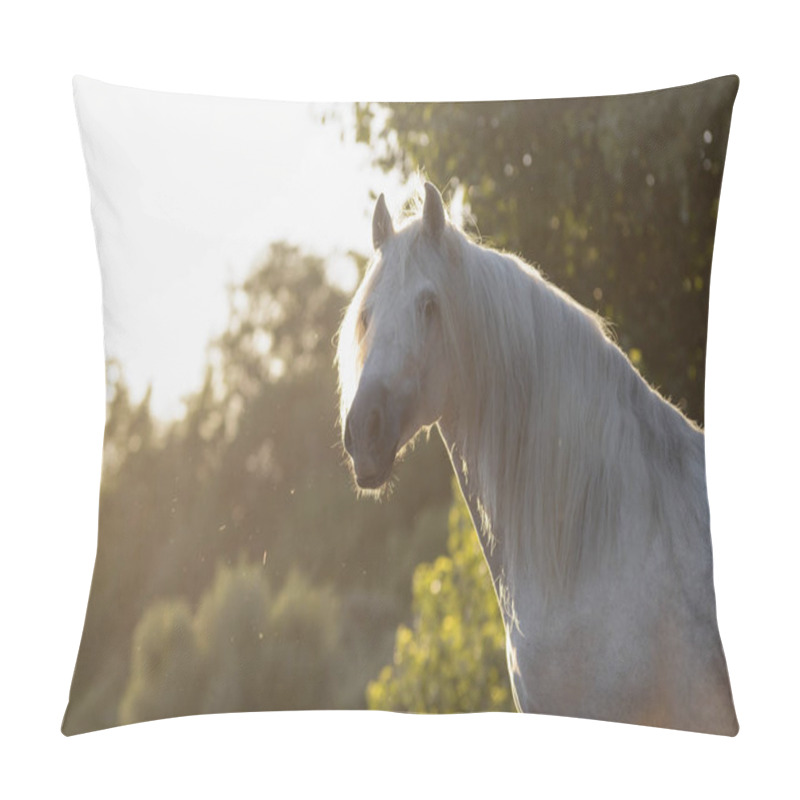 Personality  Beautiful Face Portrait Of A White Spanish Horse Stallion With Long Mane At Sunset Pillow Covers