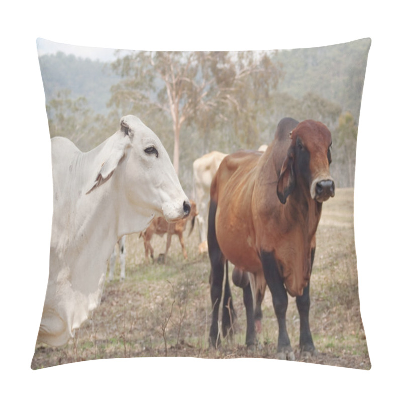 Personality  Grey White Brahman Cow With Red Brown Zebu Brahma Bull Pillow Covers