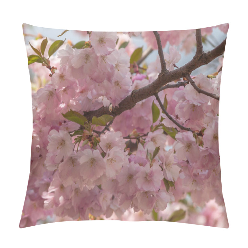 Personality  Pink Cherry Tree Branch Background . Pillow Covers