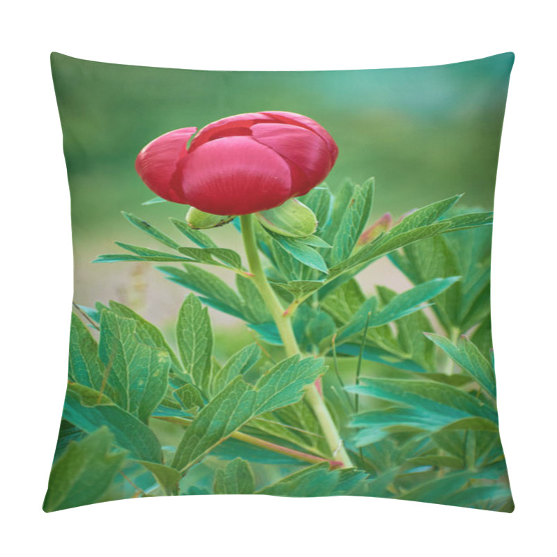 Personality  Beautiful Paeonia Peregrina In The Forest, Romania Pillow Covers