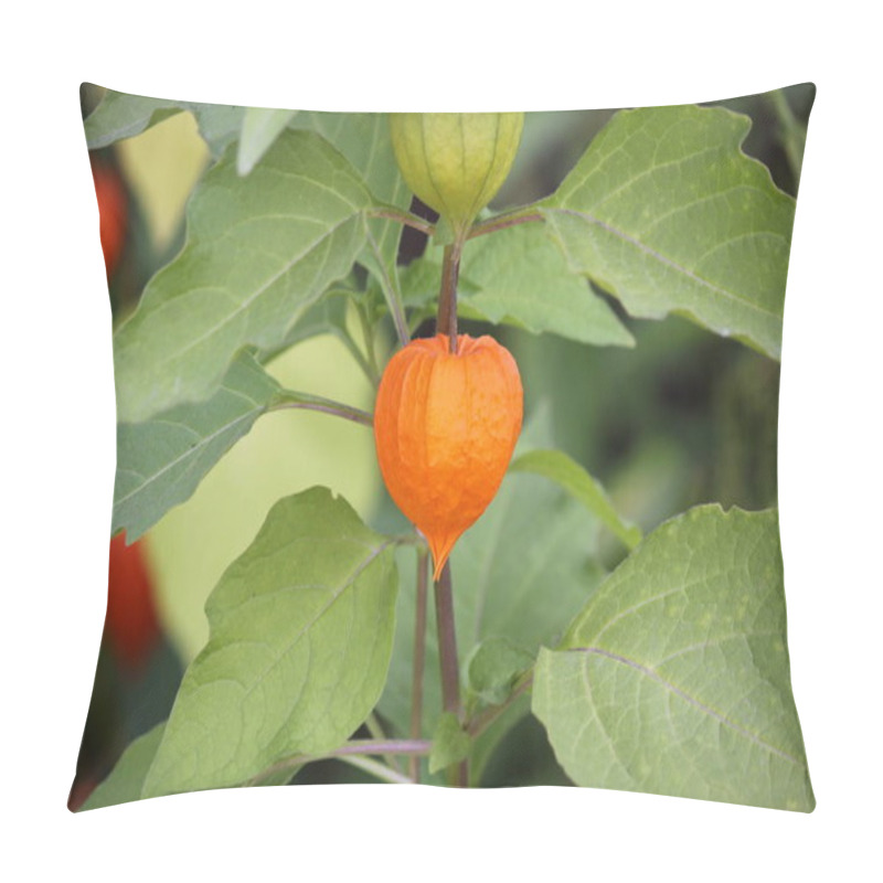 Personality  Physalis Flower Close-up. Can Be Used As Background Or Wallpaper For Designers And Your Ideas. Pillow Covers