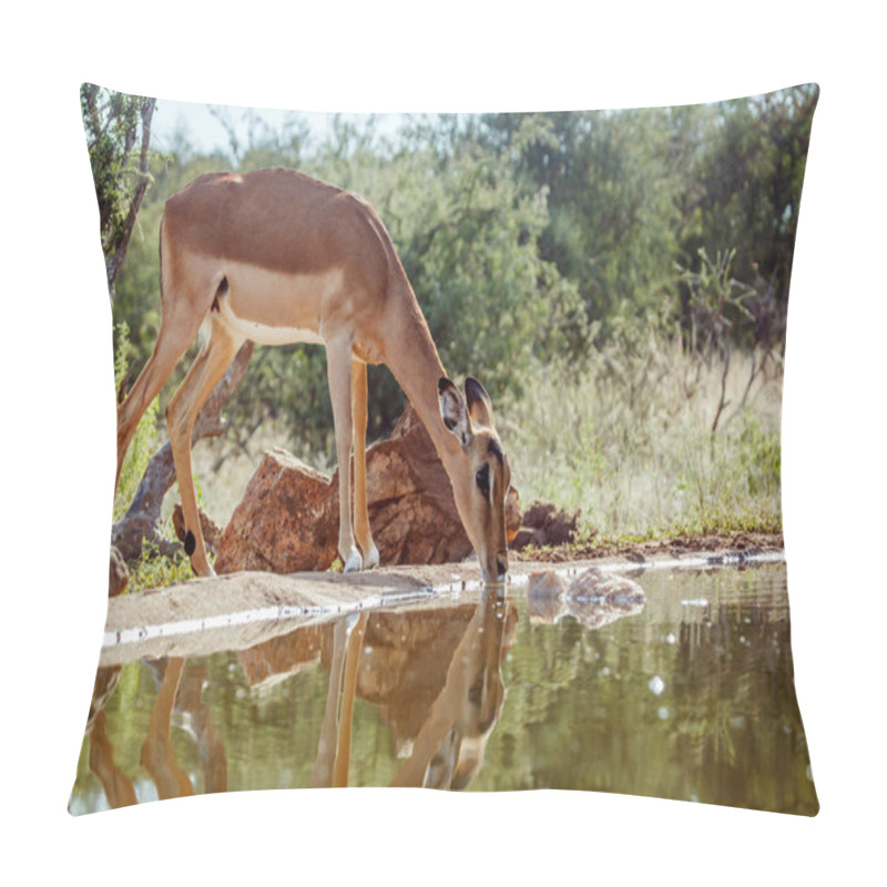 Personality  Common Impala Female Drinking In Waterhole  In Kruger National Park, South Africa ; Specie Aepyceros Melampus Family Of Bovidae Pillow Covers