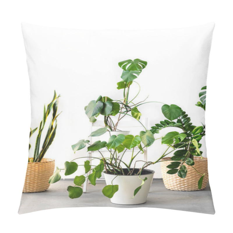 Personality  The Stylish Space Is Filled With Many Modern Green Plants With Various Pots. Modern Home Garden Composition. Stylish And Minimalistic Urban Jungle Interior. Botany Home Decor With A Lot Of Plants. Pillow Covers