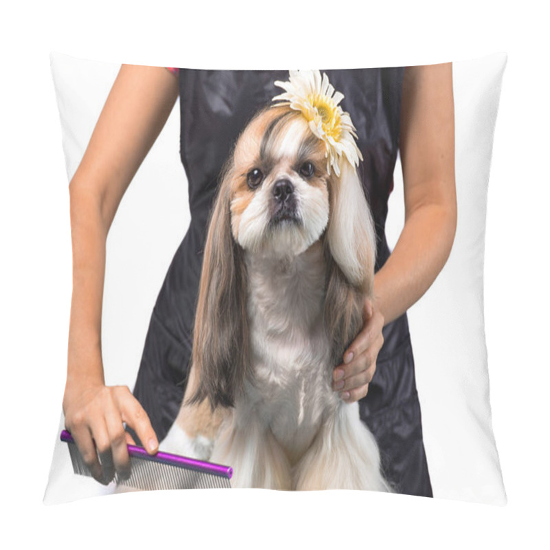 Personality  Beautiful Shih-tzu Dog At The Groomer's Hands With Comb. Pillow Covers