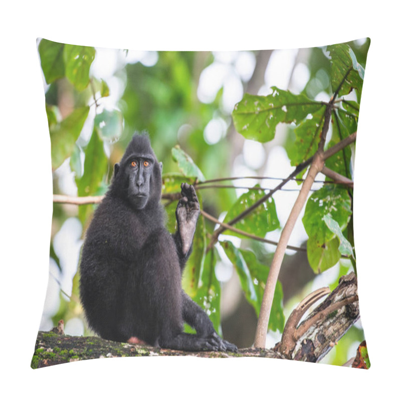 Personality  The Celebes Crested Macaque On The Tree. Crested Black Macaque, Sulawesi Crested Macaque, Sulawesi Macaque Or The Black Ape. Wild Nature, Natural Habitat. Sulawesi Island. Indonesia. Pillow Covers