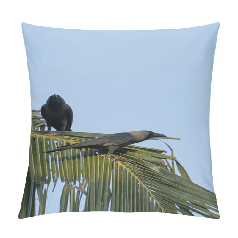 Personality  A Picture Of A Crow (Corvus) Sitting In A Coconut Palm Leaf Pillow Covers