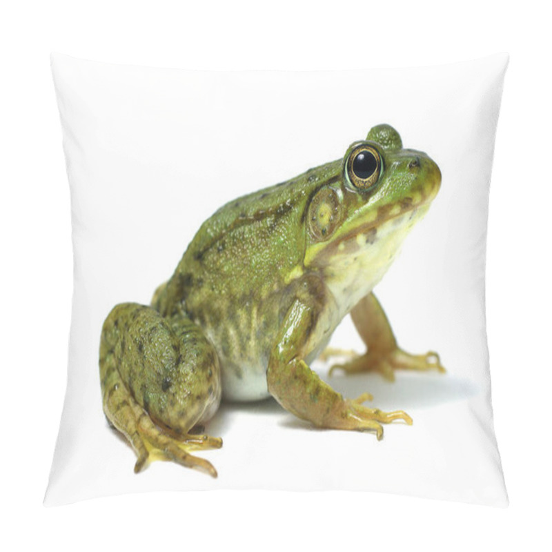 Personality  Green Frog On A White Background Pillow Covers