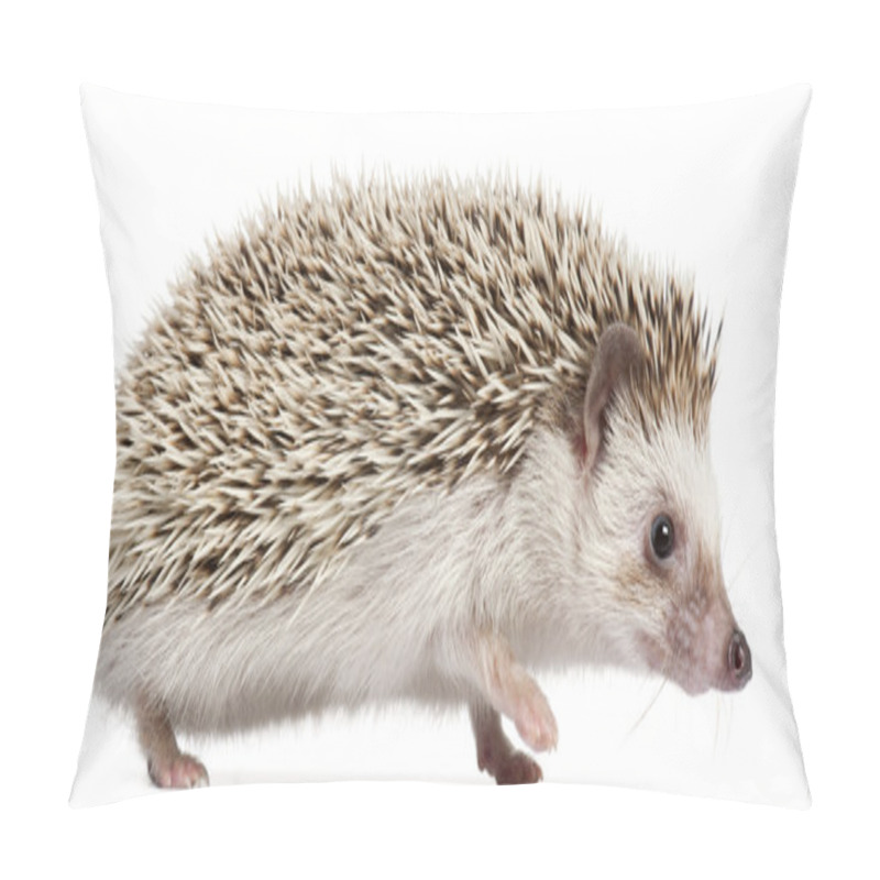 Personality  Four-toed Hedgehog, Atelerix Albiventris, 6 Months Old, In Front Of White Background Pillow Covers