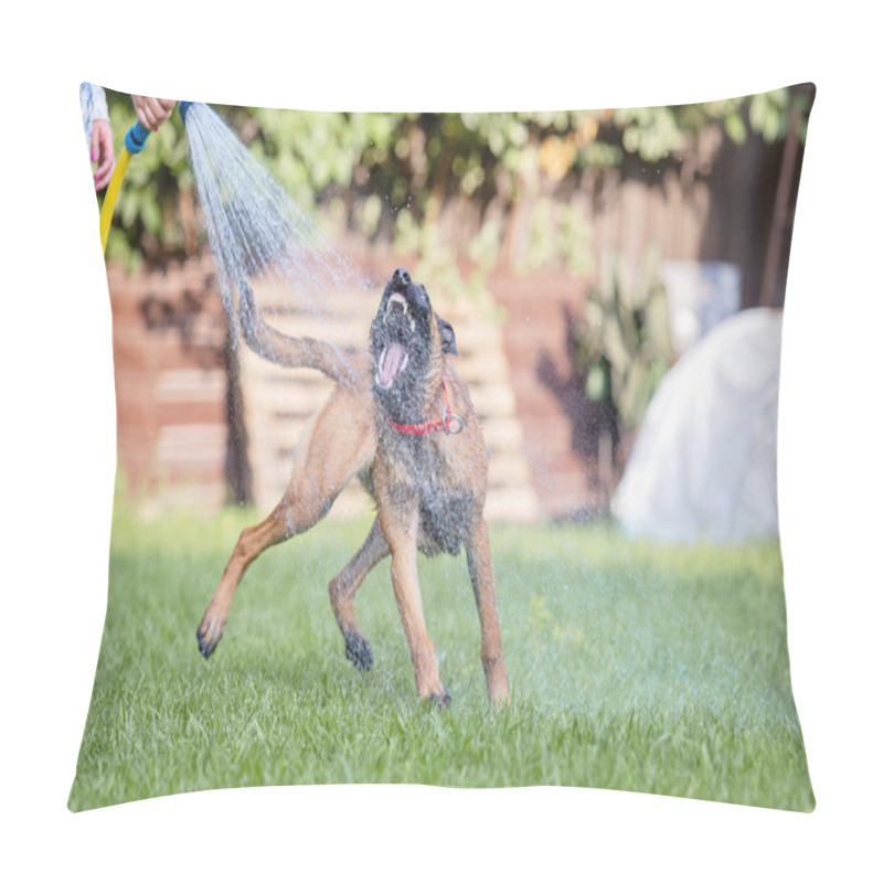 Personality  Malinois Brown Dog Playing With Garden Hose On Green Grass On Garden Background Pillow Covers