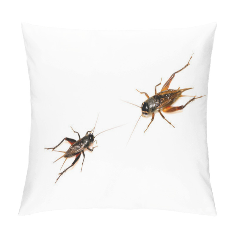 Personality  Insects - Crickets Pillow Covers