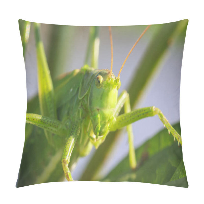 Personality  Head View Macro Close-up Great Green Bush-cricket, Tettigonia Vi Pillow Covers