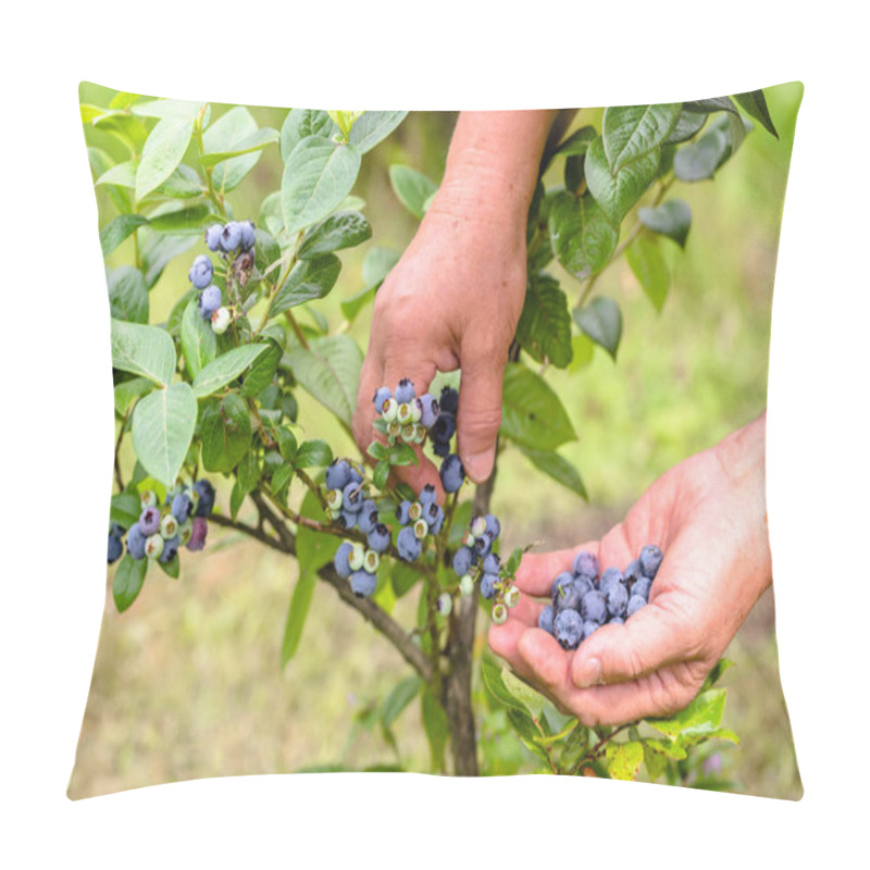 Personality  Woman Picking Blueberries, Close-up Of Hands And Berries Growing On The Bushes, Seasonal Blueberry Harvest Pillow Covers