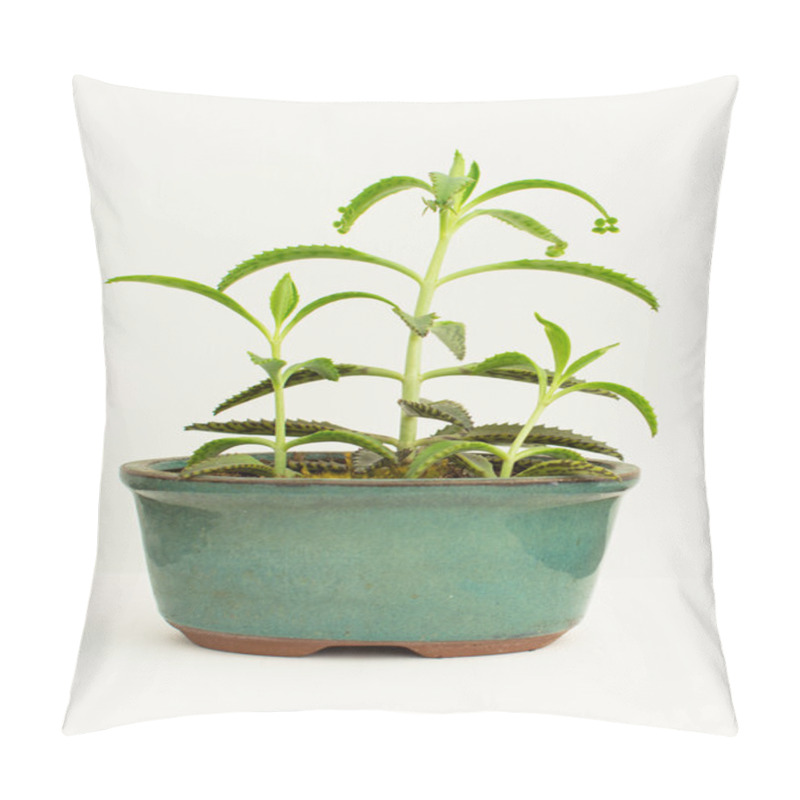 Personality  Mother Of Thousands Pillow Covers