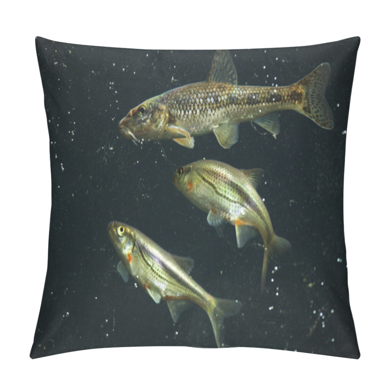 Personality  Gudgeon (Gobio Gobio) And Spirlin (Alburnoides Bipunctatus). Pillow Covers