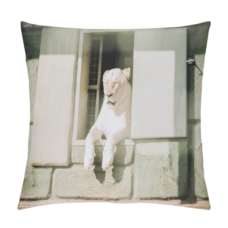 Personality  Close Up View Of White Lioness Resting At Zoo Pillow Covers