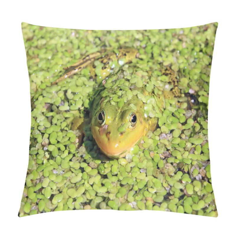 Personality  Frog In Marsh Amongst Duckweed Pillow Covers