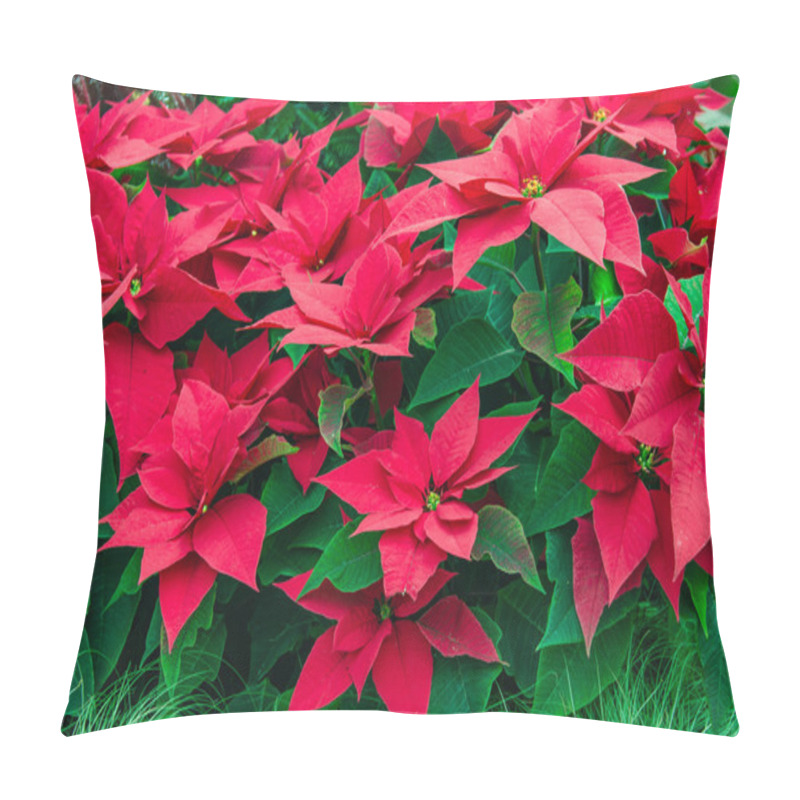 Personality  Traditional Poinsettia Flowers Blooming At Christmas Pillow Covers