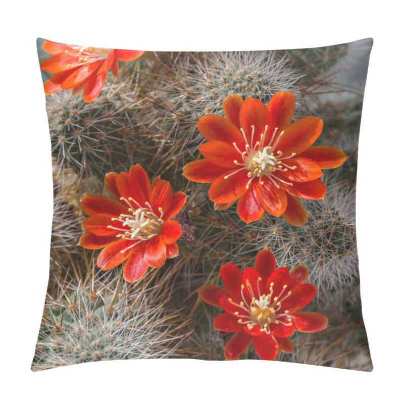 Personality  Cactus Aylostera. Pillow Covers