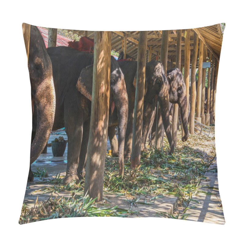 Personality  Elephant Nursery Reserve On Koh Chang Island, Thailand Pillow Covers