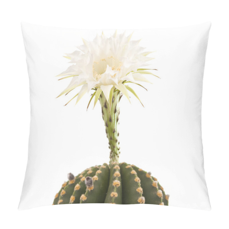 Personality  Beautiful Cactus Flower Isolated Pillow Covers