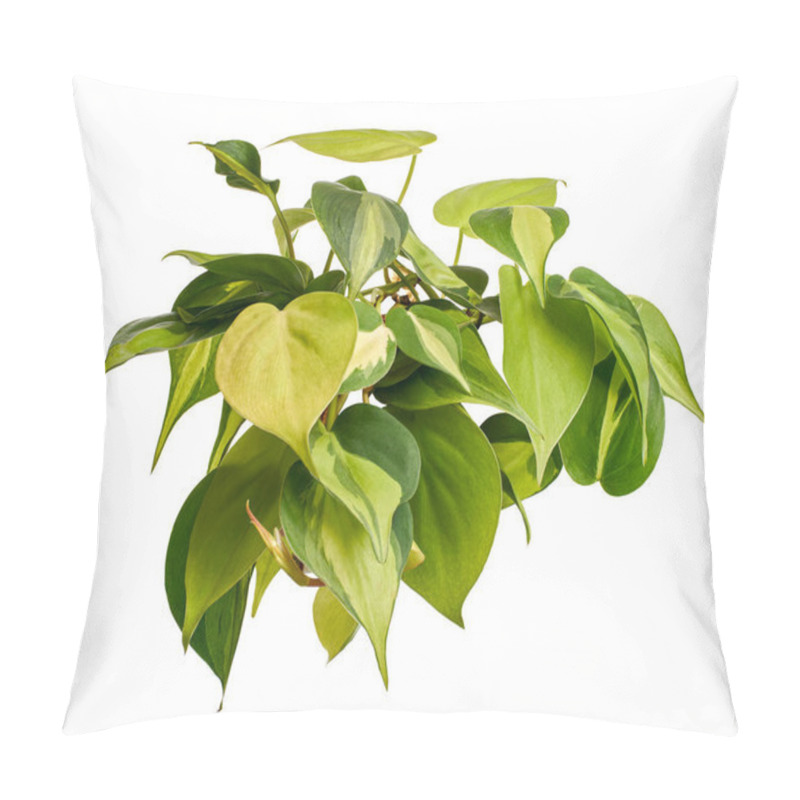 Personality  Philodendron Brasil Leaves, Philodendron Hederaceum Plant, Isolated On White Background, With Clipping Path                               Pillow Covers