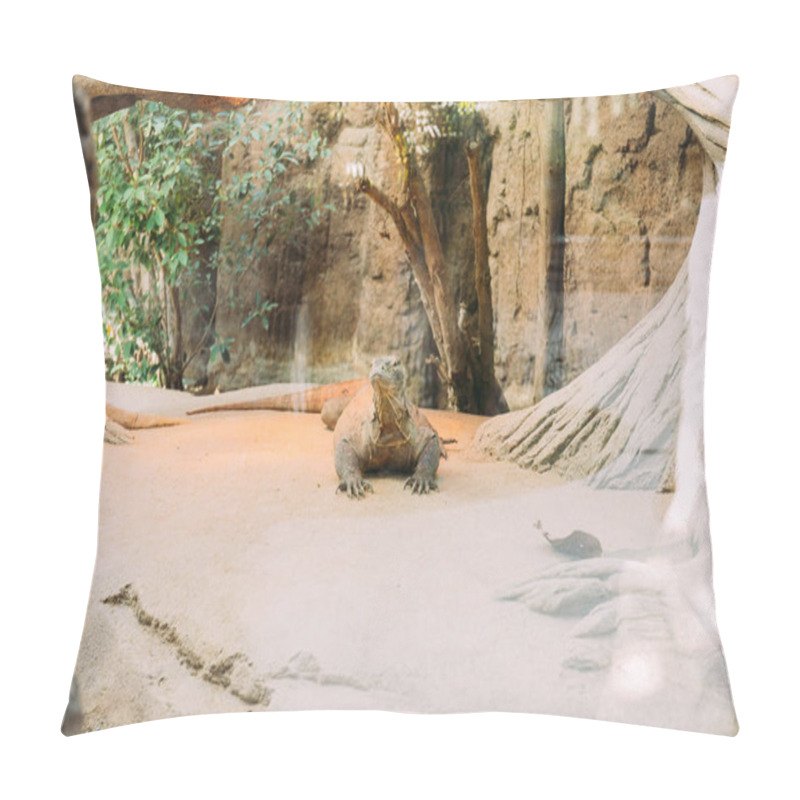 Personality  Varan In Terrarium Lazing On Sunlight, Barcelona, Spain Pillow Covers